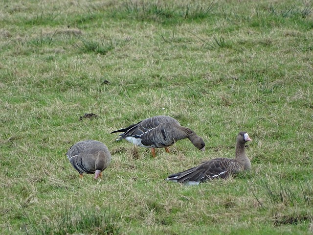 网球界的传 网球界的传